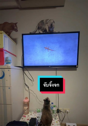 เมื่อจิ้งจกที่บ้านหมดแล้ว ดูทีวีแทนแล้วกันนะลูก#cat #ทาสแมว #catsoftiktok #tiktokviral #แมว