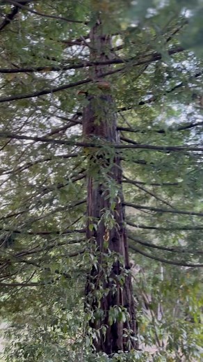 Have you ever seen a log hive on a giant pine tree? Me neither! 🐝👍 #bees #beekeeping @beeguardianals @beekeepinginskirts @holistic_wildflower #beehive #loghive #natualbeekeeping #lovebees #abeja #abeille #biene #pinetree #sonomacounty #bee #bees | Beelightful Bee Company