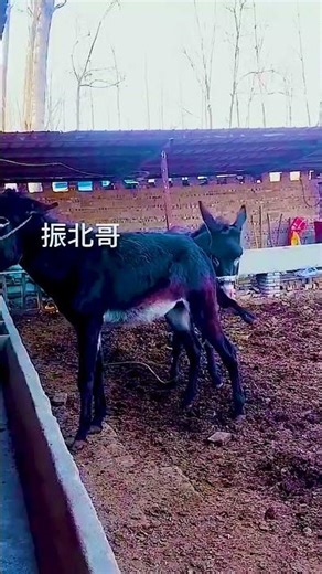 Funniest Donkey Ever Donkey Training the fun way 🥰✨