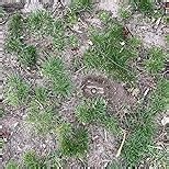 Dmyond Metal Detector Pinpointer, Professional Waterproof Handheld Pin Pointer Wand, Search Treasure Pinpointing Finder Probe with 9V Battery for Adults, Kids, Black