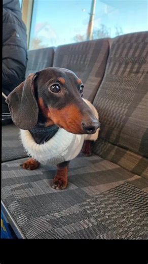 Can You Win 1,000 Treats with Your Mini Dachshund?