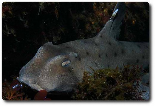 The Horn Shark Is A Fascinating Species Of Shark - Shark Sider