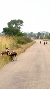 Hyena’s Meet Wild Dogs On The Road ❤️🐾 #amazing #animals #nature #wildlife #reels | Wildest Kruger Sightings