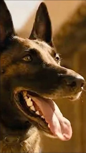 This Malinois Doesn’t Back Down | Silent Guardian