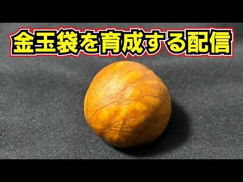 金玉袋を育てる配信#2
