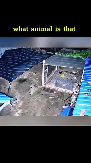 Exploding Bottle Dog: Hilarious Animal Showdown