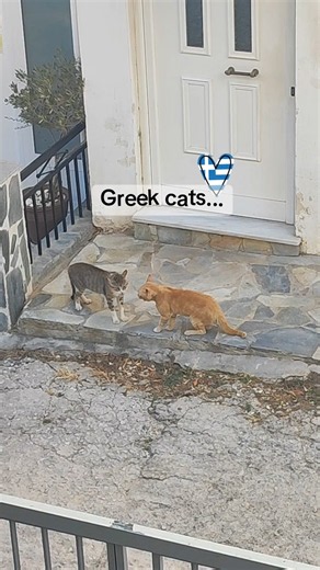 Greek cats are just like Greek people!💓🇬🇷