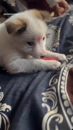 Small cute dog breeds in India #puppylove #smalldog #smallpuppy #pets #today #pets #tiktok #shorts