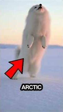You Won’t Believe How This Arctic Fox Catches Its Prey!”
