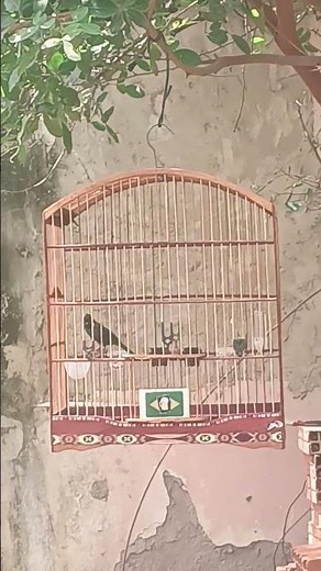 #tiziu #passaros #naturezasurpreendente #piadodefêmeadetiziu #passarinho #funny #aves