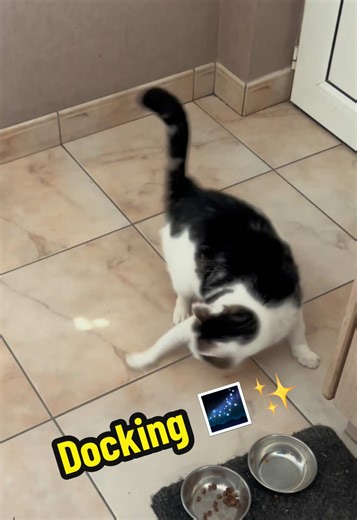 Scrat 🐿️ be like: “First time?” 🎵 No Time For Caution (Docking Scene) - Hans Zimmer - Interstellar (2014) #catprank #iceage #interstellar #docking #notimeforcaution