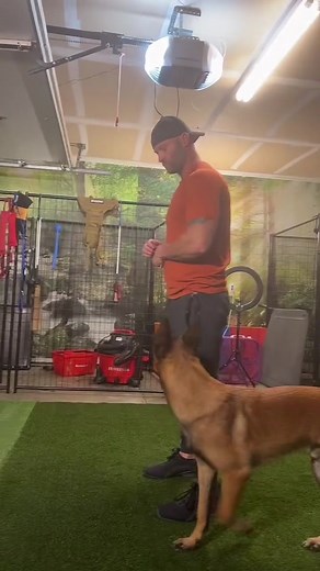 Having fun with waffles 🧇 after a long day of training. #k9optima #malinois #workingdog #mal #dogtrainer #bayarea #vallejo #fairfield #vaccaville #benicia #oakland