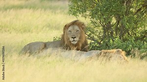 Two lion brothers sleeping under a bush while one is yawning and looking into the distance on a windy day in the Greater Kruger. In beautiful soft, golden light.