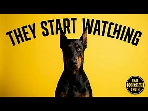 The Day a Doberman Stops Needing You — And Starts Watching Everything