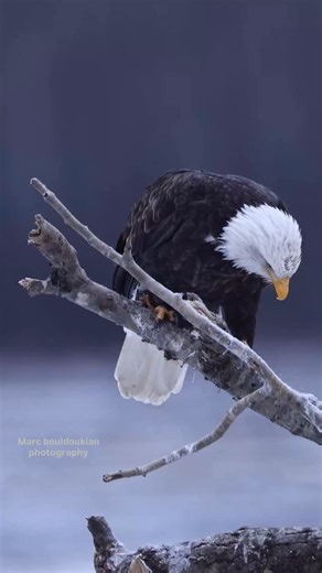 Winter is coming ❄️ #baldeaglephotography #baldeagles #eagle #alaska #natgeo #natgeowildlife #baldeagle #wildlife #wildlifephotography | Mark Bouldoukian Photography
