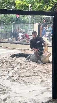Alligator Wrestling Show at an Alligator Farm in Southern Florida