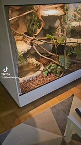 30K views · 257 reactions | #enclosure #moreliaamethistina #amethystpython #reptilekeeper #amazing #terrariumbau #reptilesoftiktok #tiktok #tiktokgermany #python #snake #tooltime #work #exoticpets #wow #terrarium #viral #viraltiktok #foryou #4u #schlange #kiss #love #foryoupage #passion #exotic #fy #fypシ #fypage | Fabians Reptilienraum | Facebook