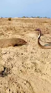 50K views · 119 reactions | Mongoose vs Snake 簾 Two sworn enemies face off! Ever wondered why mongooses aren’t afraid of snakes? They’ve got venom resistance a special mutation in their nervous system gives them the upper hand. Nature’s little warrior vs the serpent king. Who’s #MongooseVsSnake #NatureBattle #WildlifeFacts #FearlessHunter #NatureAdventure | Nature Adventure | Facebook