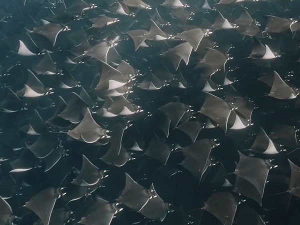 Thousands of mobula rays turn Mexican waters into a living spectacle