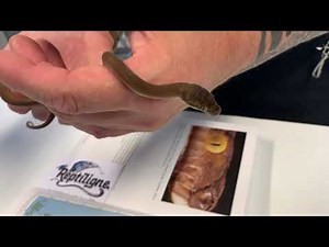 The incredible amethyst python of the Tanimbar Islands (Simalia nauta)