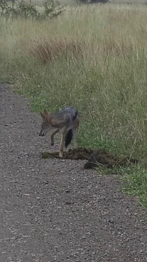 A Jackal scratches through Elephant Dung for a snack 🪲 #reel #safari #amazing #wildlife #animals | Latest Wildlife Sightings
