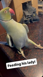 29K views · 3K reactions | Guess I’m not working today 路‍♀️ #talkingbird #talkingparrot #cuteanimals #funnyanimals #birdsofinstagram #parrotsofinstagram #couple #couplescomedy #couplegoals #parrot #irn | Beakybeaker | Facebook