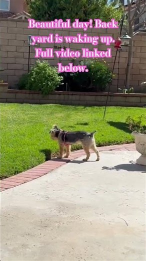 Back yard is waking up!