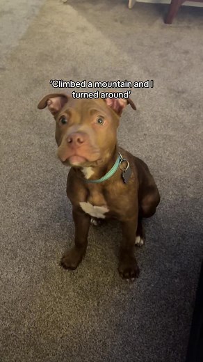 The difference 2 months makes!🥺 such a big grown up scrappy doo🤣💙 #puppy #fyp #staffy #puppytok #cute