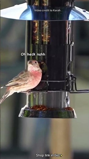 Finch vs. Chickadee: Safe & Feisty on the Kingsyard Squirrel-Proof Feeder. #kingsyard #birds