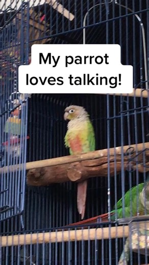 Chatty Green Cheek Conure - Funny Talking Bird Videos