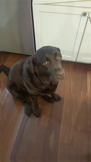 #chocolatelabrador #englishlabradors #labrador #fyp