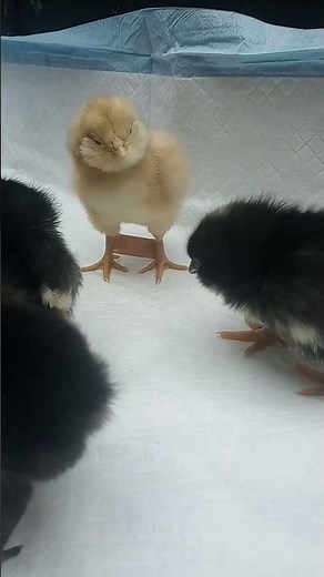 How to treat splay leg in chicks 🐥 Longer video coming tomorrow! #homestead #chick #chicken #farm