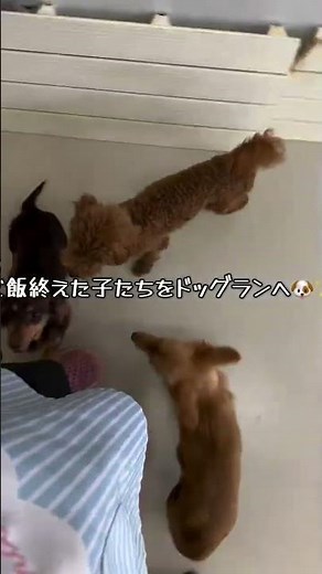 【密着】優良ブリーダーの1日🐶徹底した衛生管理と犬たちとの日常【Grand INU Farm】#shorts