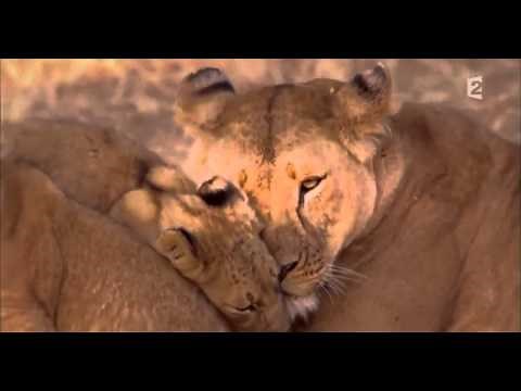 ☛☛ L'histoire Des Lions Dans L'Afrique [Reportage Extraordinaire] ☚☚