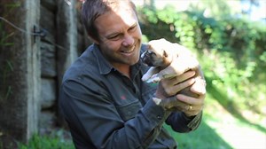 CUTEST PUPPIES EVER!! Adina the Dingo has given birth to FOUR Dingo puppies. Dingos are essential to our ecosystem here in Australia, and we’re extremely proud to have a successful breeding program! | Tim Faulkner