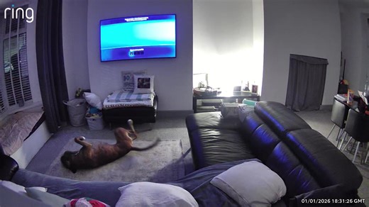 Understanding Your Dog's Behavior When Left Alone