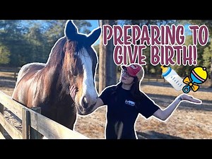 PREPARING FOR MY CLYDESDALE MARE TO GIVE BIRTH!