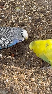 57K views · 3.4K reactions | Did you know budgies enjoy digging? Can be nesting behaviour, but also for foraging and fun  #accessibility video description: a blue female budgie is digging in soil on the bottom of an aviary. Her beak is nice and dirty. A green male comes along quite flirtily, although she doesn't pay much notice, but keeps digging as he stalks her a bit. | Little Beaks | Facebook