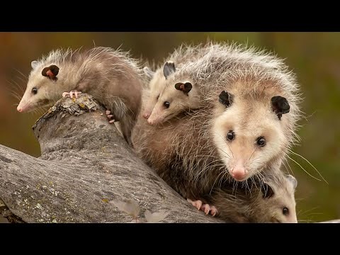 The Fascinating World of the Virginia Opossum: North America's Unique Marsupial