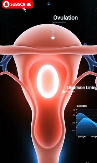 Why Do Women Get Periods? | Menstrual Cycle Explained Simply