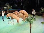Hippos perform tricks at controversial circus in Siberia