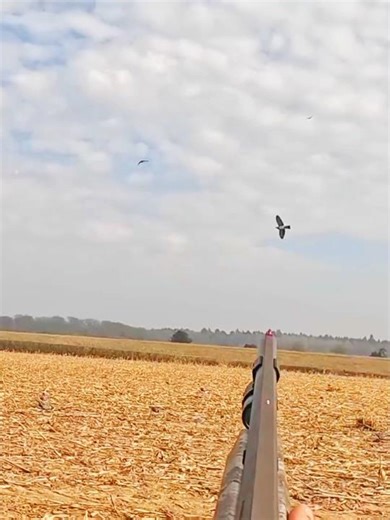 🦆birdhunting #skyhunting7 #oneshotthreebirds # Один выстрел — одна птицаПтица сбита одним выстрело