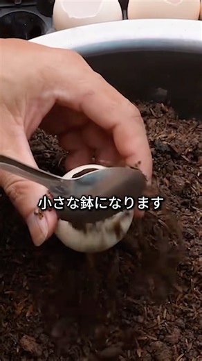 Grow Garlic Sprouts in Eggshells!