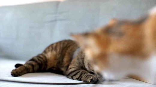 8 Benefits of Cat Ownership for Baby Boomers: Why Cats Make Great Companions