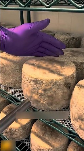 Por Qué el Queso Pecorino Está Cubierto de Moho Y Por Qué Es Bueno