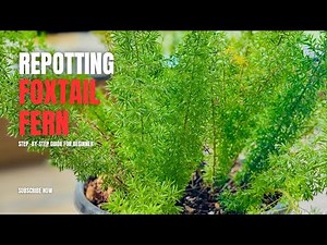 How to Repot & Care for a Foxtail Fern 🌱| Beginner-Friendly Guide!