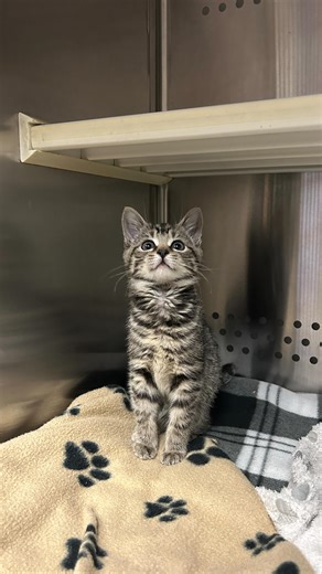 El 💜 This little character is ready to find her forever family! El was admitted into our care after she was found abandoned and all alone, at only three weeks old.😔 After spending time in foster care, she is ready to find her new home. This lively kitty is full of personality and loves playing with her toys. She is a sweet girl and enjoys spending time with her favourite people, especially when she gets some gentle head rubs.🥰 El would love to find a home where her new family will be around m