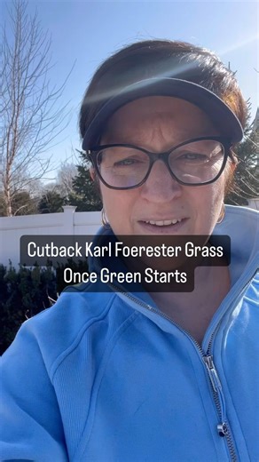 Get out and inspect your Karl Forrester grasses. If they are starting to send out Greengrove, it’s time to cut back the dead material and leave it around the plant as mulch. Leaving that dead material make sure we are not destroying insect habitat. We need to get this dead material out of here or else not enough light is going to penetrate to the crown of the grass. That leads to a less healthy and lush plant. #Pruning #Gardening #Zone5Gardening #Zone6Gardening #arlingtonheightsillinois #arlingt