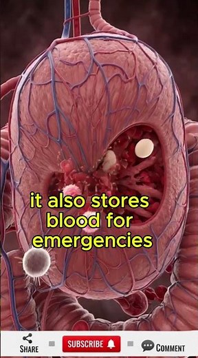 Inside the Spleen 🩸 | Human Body 3D Animation