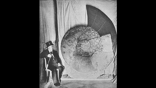 The Biggest Ammonite Fossil Ever Found Was A Whopping 1.8 Meters